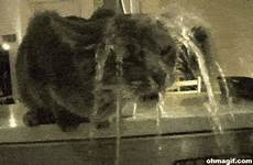 wet giphy cat gif gifs