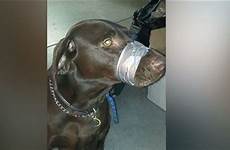 dog woman animal mouth man charged after her tape cruelty she taping posting muzzle dogs prison allegedly posted wrapped duct