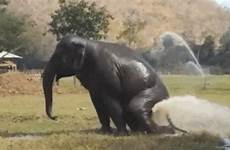 elephant water gif nature sprinkler keeps breaking play she so park