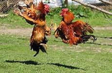 rooster ayam cockfighting fighting roosters fights sabung cockfight chickens gallo breeds shamo bihu nafas mengatur aduan memandikan toraja combattente cool