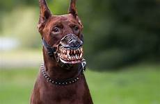 scary dog muzzle dogs doberman teeth pinscher werewolf zombie chien ufunk cane corso choose board cool military