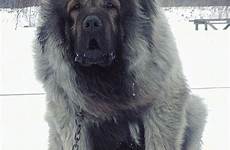bear caucasian mastiff shepherd dogbeast