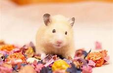 hamster smells awful young smell
