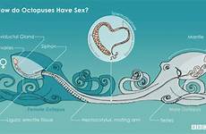 octopus sex male octopuses female do if females avoid hungry eaten being mind pirak pierangelo mate cool fuck sperm copulation