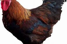 cock chicken fowl rooster clipart transparent pngimg small chickens webstockreview