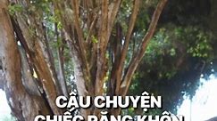 Câu chuyện chiếc Răng Khôn gây xúc động #johnnytringuyen #rangkhon #trochuyentinhthuc #phongbui #tinhthuc #giacngo