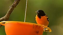 Got a Baltimore oriole in your yard? Feeders are flying off the shelves