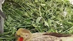 #cocktail #birds #avian encephalomyelitis