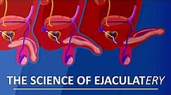 Behind The Sperm and Ejaculation