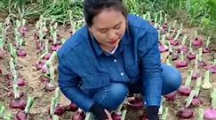 AFarmers Media - Which onion variety is this And where can...
