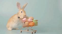 Easter bunny rabbit with shopping cart and sweet colorful eggs on background, Lovely mammal with beautiful bright eyes in nature life, Animal concept, Easter holiday sale.