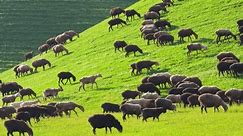 flock of fat-tiled sheep is grazing on green hillside sloped pasture at sunny spring day.