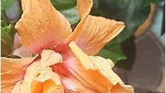 Rare gumamela Bloom double petals orange flowers😍 #gumamelaplant #orange #double #gumamelaflower 💗🌺 #everyone #followers #highlights #Godblesseveryone 💖 | Fe Andrin