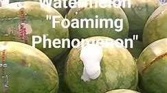 The phenomenon of "foaming" watermelon has been reported in Hong Kong as well as in other places. Experts in this area considered that when a watermelon becomes over-matured and/or is fermenting, the pressure inside the watermelon increases and this may result in the "foaming" phenomenon. On the other hand, there is currently no scientific literature documenting that "injection" to watermelon caused " foaming" of watermelon. If "foaming" is observed in a watermelon, it is possible that the water
