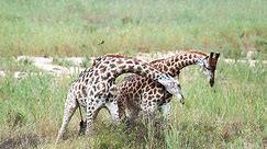 Giraffe Necking Contest