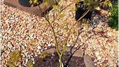 Acer Palmatum Seiryu Japanese Maple #maplenutz #japanesemaple #gardening