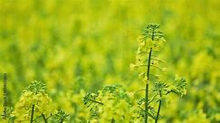 Rapeseed (Brassica napus), also known as rape, or oilseed rape, is a bright-yellow flowering member of family Brassicaceae (mustard or cabbage family). Canola are a group of rapeseed.
