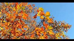 Tulip tree. Autumn colours. . . . . #tuliptree #autumn #autumncolours #leaves #tree #DevonportNZ | Goina Thedinga