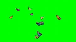 Spring butterfly 4K animation with green screen background