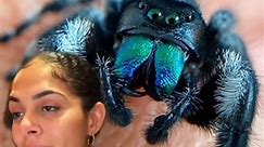 Thebuglady - Jumping spiders are very friendly and will...