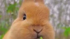 cutest bunny ever bunny 🐰🐰 #cute #cute #cute #cute #cute #cutebaby