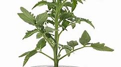 Bonnie Plants Bush Goliath Tomato