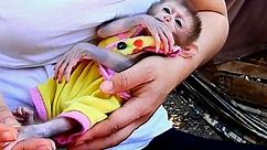 OMG !! Cute Monkey Dody Cry Convulsion Angry Mom , While Mom Doesn_t Wait Him Sucking Hand