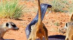 That's a cobra from the genus Naja