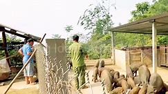sell many wild boar breeds to... - Farming Ideas ASK25