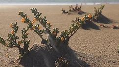 Zygophyllum Album и Tetraena Alba — вид растений в засушливых пустынных регионах