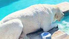 AccuWeather - Buster just can't resist a hot tub on a...