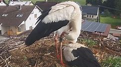 Male stork stands guard so that the female stork can safely incubate the eggs