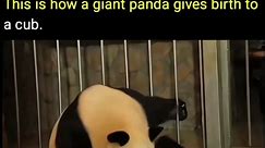 Panda giving birth
