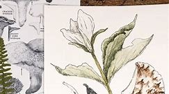 Go out & look for these plants! Trillium flower, trout lily, & pheasant back mushroom are everywhere right now!! 🌼 They’re such a joy for me to find this time of year in spring. 🌱 — #botanicalpainting #botanicalart #naturepainting #natureart #flowerpainting #mushroompainting #natureillustration #natureartist | Madison Memering