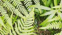 Fern plant flora in green nature. Leaves texture, forest summer pattern growth. Spring garden closeup. Frond environment, tree branch macro. Wild beauty, tropical grass freshness. Botanical bush