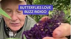Buddleia “Buzz Indigo”is... - Pergola Nurseries Garden Corner