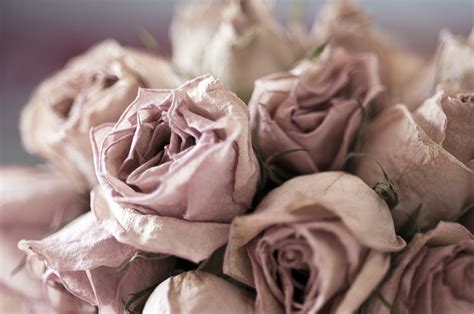 Why You Shouldn't Keep Dead Flowers in Your Home | Flowers ...