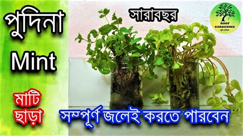 Mint is easy to grow and hard to kill. মাটি ছাড়াই, সারাবছর বাড়িতে করুন পুদিনা গাছ / Grow Mint ...