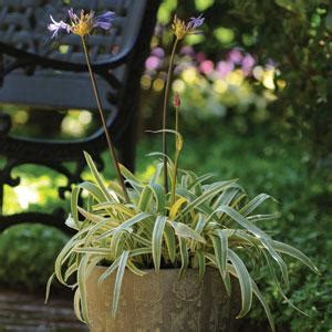 Where to plant agapanthus bulbs on a patio? Agapanthus Gold Strike