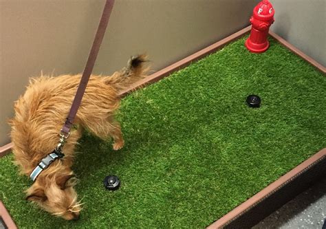 At least it does until your dog comes along. Keeping Artificial Grass Clean of Dog Waste ...