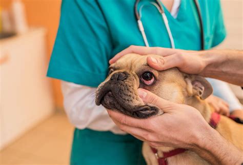 If the cherry eye persists and causes discomfort, surgery will be the next step. How to Treat Conjunctivitis in Dogs
