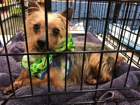 Buster will pull a little on walks but call his name and he will listen 😊 rowdy is the perfect gentleman on walks. PetSmart - 30 Reviews - Pet Training - 1520 Forest Ave ...