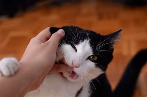 Does dysautonomia make cats' eyes stay dilated? Why Cats Eyes Dilate When They Hiccups - Pet Brilliant.com