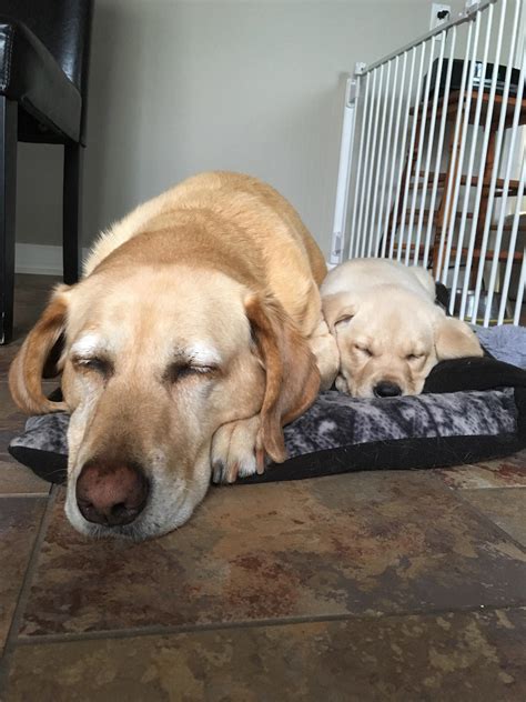 Older dog attacking new puppy. My mom wasn't sure if her older dog would like the new ...