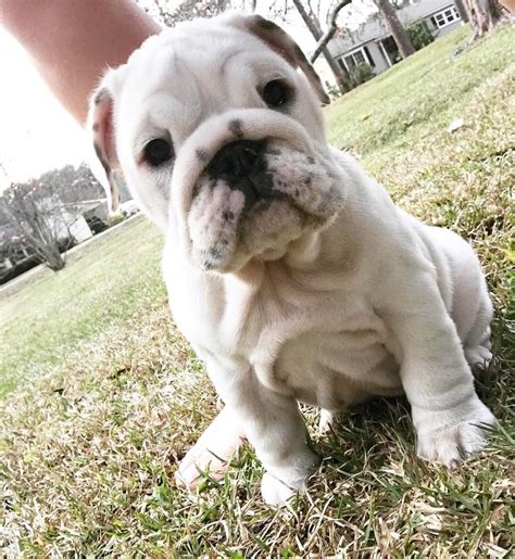 We love the bulldog and want to share that passion with as many people as we can. English Bulldog Puppies For Sale | Texas City, TX #296980