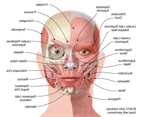 Bones for part of the inferior and lateral surfaces of the orbital cavity. How Many Bones In The Face And Head : Skull Sutures Anatomy : Although babies have a soft spot ...