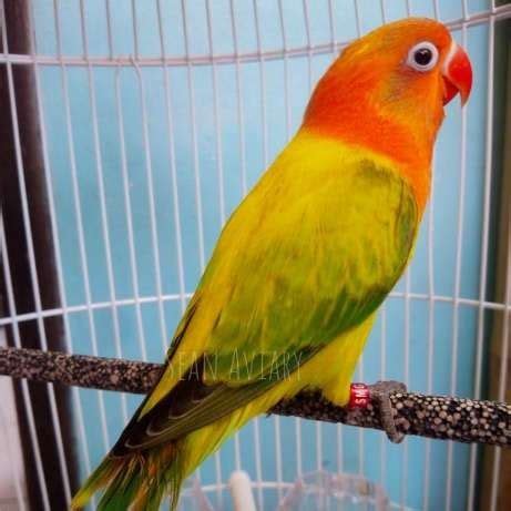 25 nama artis malaysia berikut selain indah diucapkan dan memiliki makna yang baik. Jenis Jenis Burung Lovebird Termahal di Indonesia | Nama ...