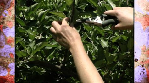 Despite best efforts, time was never on our side, until this year. Summer Pruning of Espalier Apple Trees - YouTube