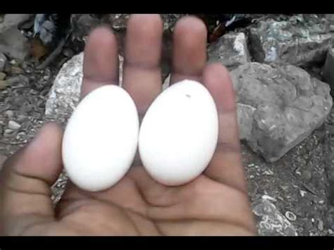Ayam jantan atau betina itu sangat penting buat para peternak, karena pertumbuhan ayam jantan lebih cepat dari ayam betina. Cara Membedakan Telur Ayam Jantan Dan Betina - Berbagai ...
