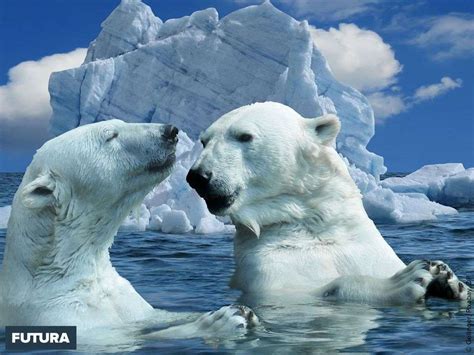 Énorme, puissant et majestueux, l'ours blanc vit dans le royaume des chutes de neige et de la dérive des glaces. Ours Polaire Sur La Banquise Qui Fond - Pewter